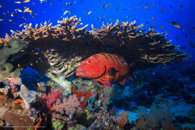 البحر الأحمر هو المنطقة الوحيدة التي يعيش فيها هامور المرجان الجوال Plectropomus pessuliferus